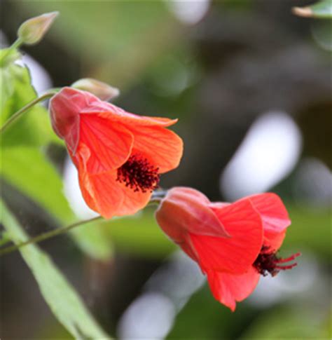 Flowering Maple, Abutilon spp. – Master Gardener Program