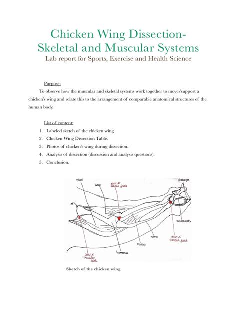 Chicken Wing Dissection | PDF | Bone | Cartilage