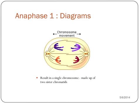 Which Diagram Represents Anaphase I Of Meiosis