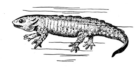 External salamander anatomy Diagram | Quizlet