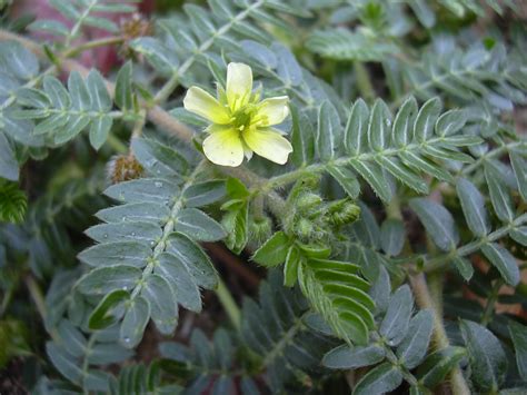 Can Tribulus Terrestris Increase Testosterone Levels? - Natural Healthy ...