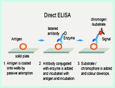 Direct ELISA and its procedure. | Download Scientific Diagram