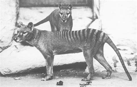 10 Facts About Tasmanian Tiger - Some Interesting Facts