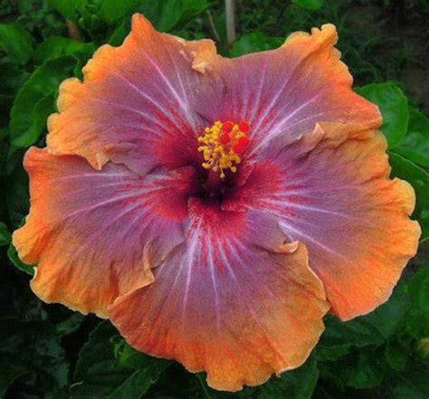 Hardy Giant Hibiscus Flowers Seeds Color: Purple/Orange Qty. | Etsy