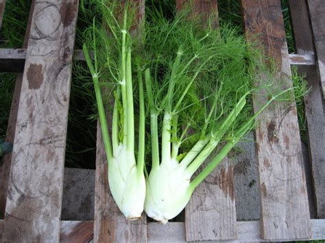 Fennel - O‘ahu Fresh