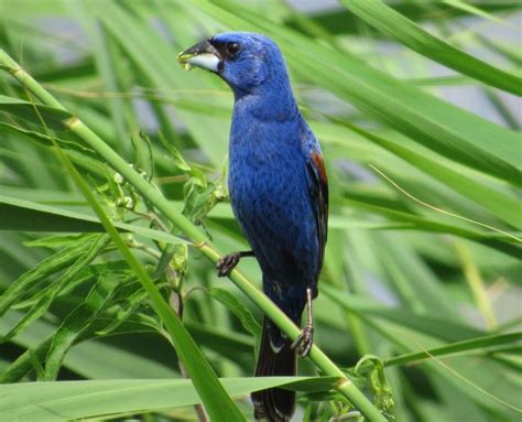 50 Stunning Summer Bird Photos - Birds and Blooms