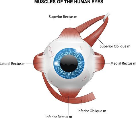 Childhood Nystagmus: for patients - Gene Vision