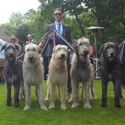 Austonley Irish Wolfhounds - Austonley Irish Wolfhounds | Lévriers irlandais, Chien chat, Chien