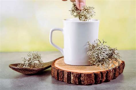 What is Reindeer Moss? - » BiharHelp.Com