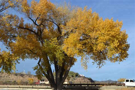 A cottonwood tree along the Colorado River. Photo via Flickr.