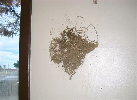 Signs Of Termites In Drywall