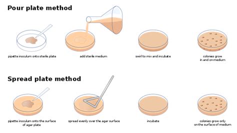 Inoculum - Definition and Examples - Biology Online Dictionary