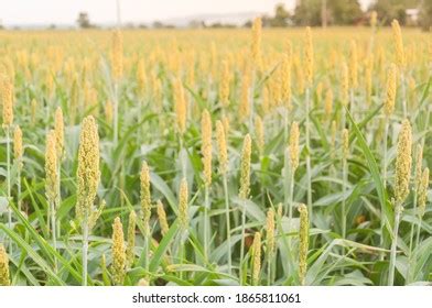 1,170 Health Benefits Of Whole Grains Images, Stock Photos & Vectors | Shutterstock
