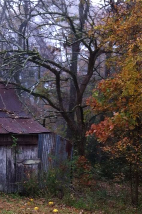 Bodark tree and barn in Arkansas | Tree, Favorite places, Sweet life