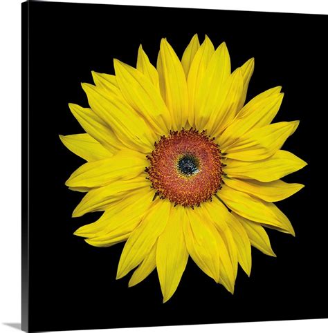 Sunflower Wall Art, Canvas Prints, Framed Prints, Wall Peels | Great Big Canvas