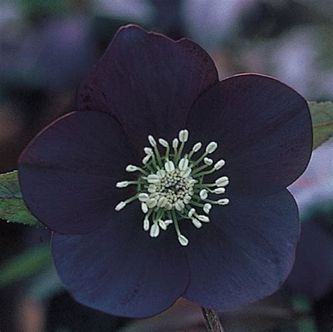 5 Stunning Hellebore Varieties You MUST See! - Garden Therapy