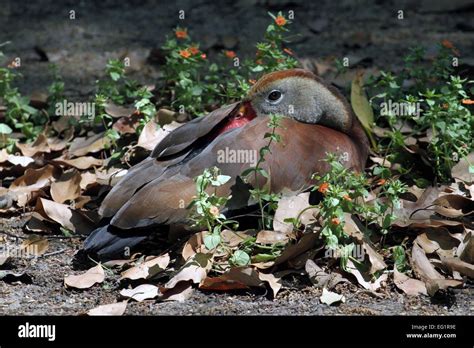 Houston Zoo. Animals in captivity. Houston, Texas, USA Stock Photo - Alamy