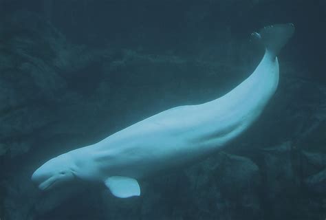 Beluga whale - Wikipedia | Beluga whale, Whale facts, Artic animals