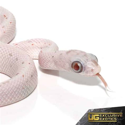 Baby Ultramel Palmetto Cornsnake For Snake - Underground Reptiles