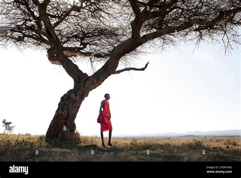 A Masaai warrior dressed in traditional clothing stands beneath an Acacia tree in the Laikipia ...