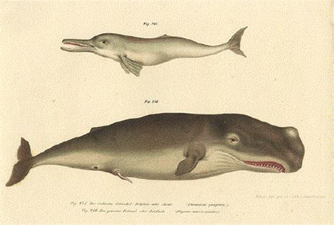 Dolphins and Whales - Historical Antique Prints - Whaling - Walfang - Peche a la Baleine | Whale ...