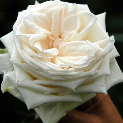 White O'Hara Roses - Garden Roses Direct