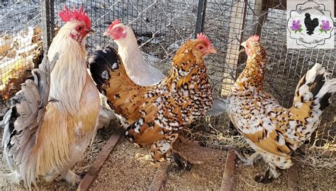 6+ Rare Dutch Booted Bantam Hatching Eggs. NPIP/AI CERTIFIED – Togonyigba