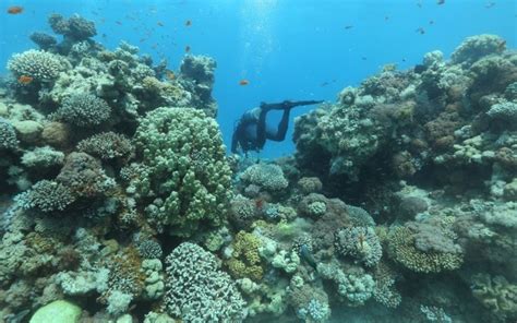 Eilat coral reef defies expectations and regenerates after fish farming damage | The Times of Israel