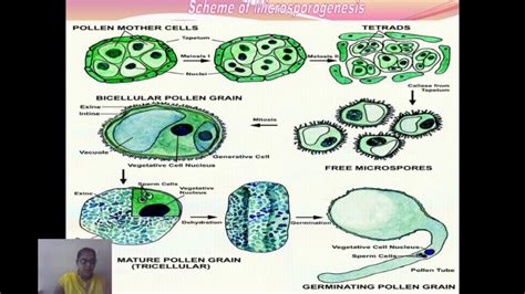 Microsporogenesis - YouTube