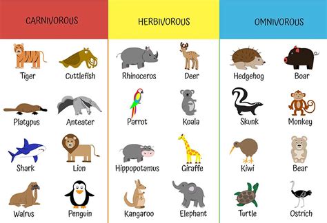 Herbivores, Carnivores And Omnivores: Types Of Animals For Kids