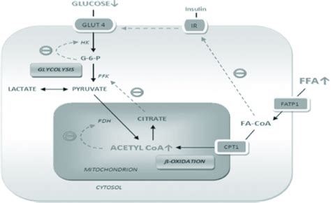 Randle cycle showing inhibition of cellular glucose uptake | Download Scientific Diagram