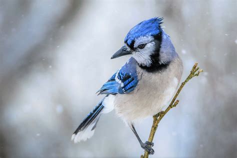 Download Snow Winter Bird Animal Blue Jay HD Wallpaper