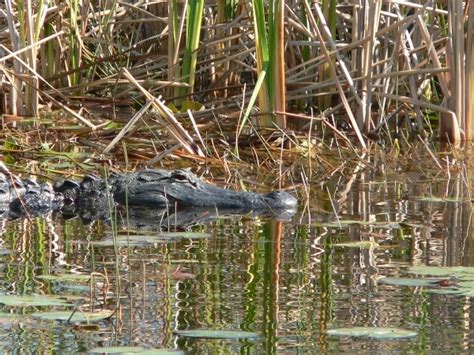 Lake Okeechobee Wildlife Pictures & Sightseeing