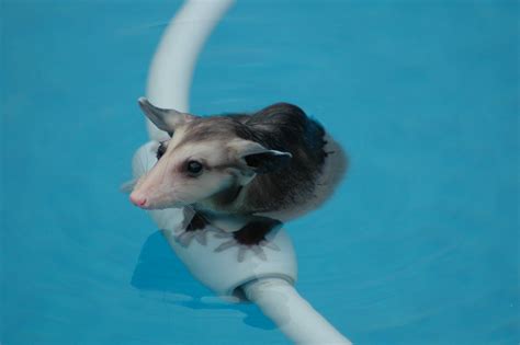 Wet Opossum | Found this critter in our pool one morning. Th… | Flickr