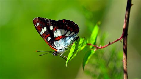 Red Black White Dots Design Butterfly On Green Leaf In Green Background HD Butterfly Wallpapers ...