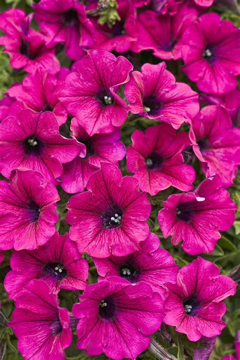 Petunia, Supertunia® Trailing Purple - Milaegers