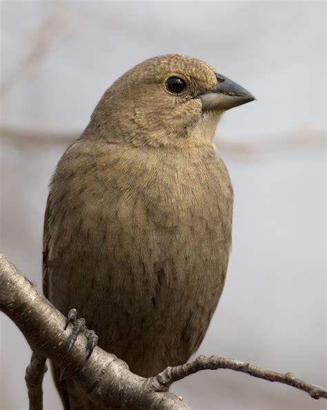 Maryland Biodiversity Project - Brown-headed Cowbird (Molothrus ater)