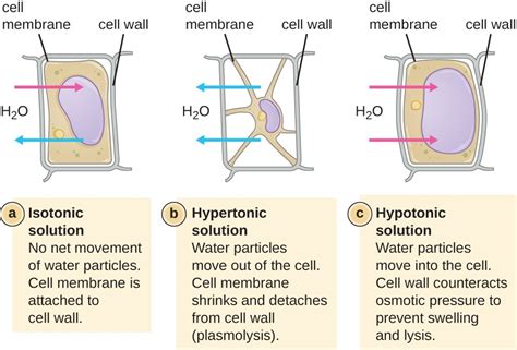 Unique Characteristics of Prokaryotic Cells | Microbiology