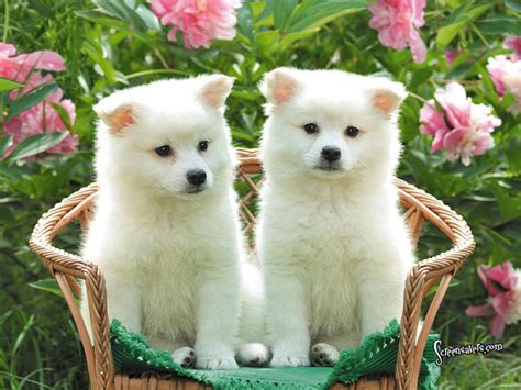 Cool HD Nature Desktop Wallpapers: Cute Dogs|Cute Dogs Pictures