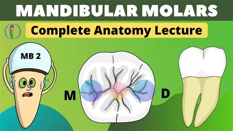 Mandibular Molar Anatomy Lecture Free Dental, Molars, Anatomy, Notes, Reading, Report Cards ...