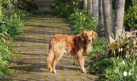 Monty Don dogs: What dogs does Gardeners’ World host have? | TV & Radio ...