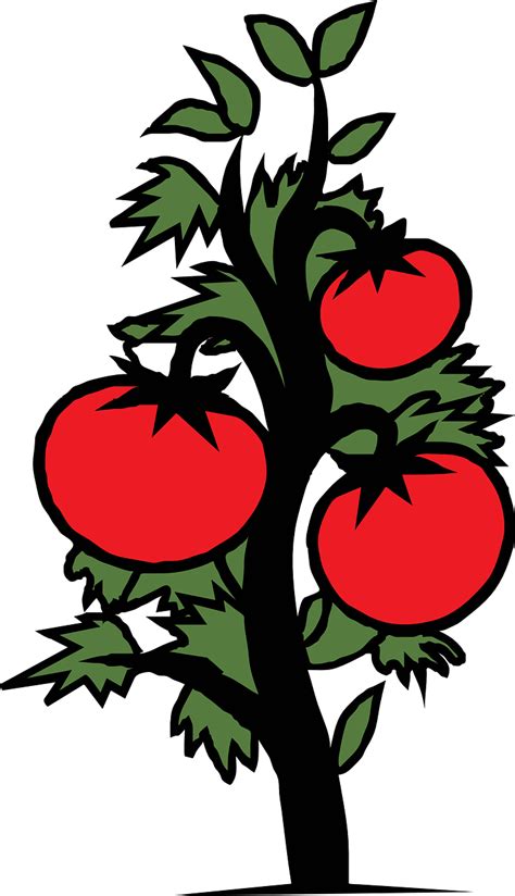 Tomato Plant Cartoon