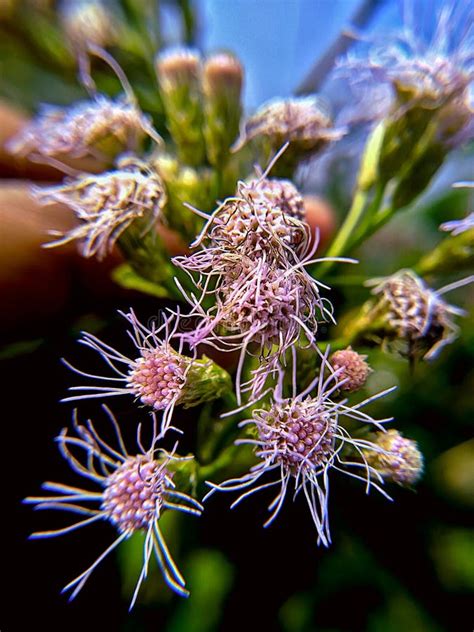 Macro Photography of Chromolaena Odorata Flower. Stock Image - Image of devil, flower: 169720879