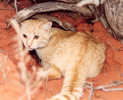 Feral cat | NT.GOV.AU