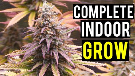 Seed To Harvest: A Complete Indoor Cannabis Grow | thcscout.com