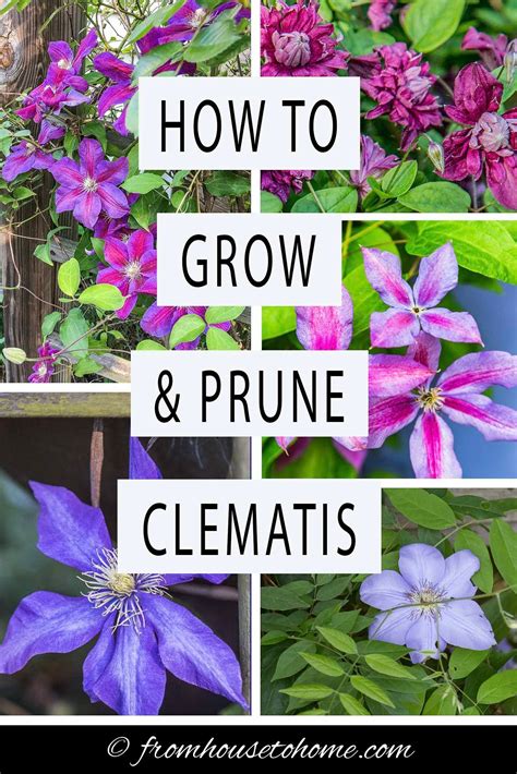 Clematis Vine Care: Planting, Growing and Pruning Tips | Clematis care ...