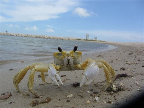 Atlantic Ghost Crab (MatBio: CRABS, SHRIMPS, JELLYFISH, SEA STARS ...