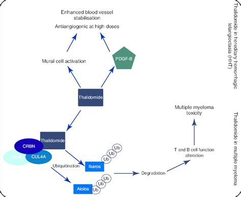 Therapeutic mechanisms of thalidomide in adults. Illustrated are the... | Download Scientific ...