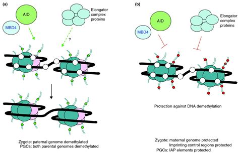 Genome-wide DNA demethylation in mammals | Genome Biology | Full Text