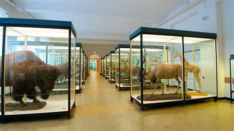 Senckenberg Museum in Frankfurt, | Expedia